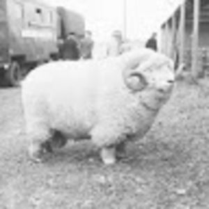 Meet your Posher, Flying